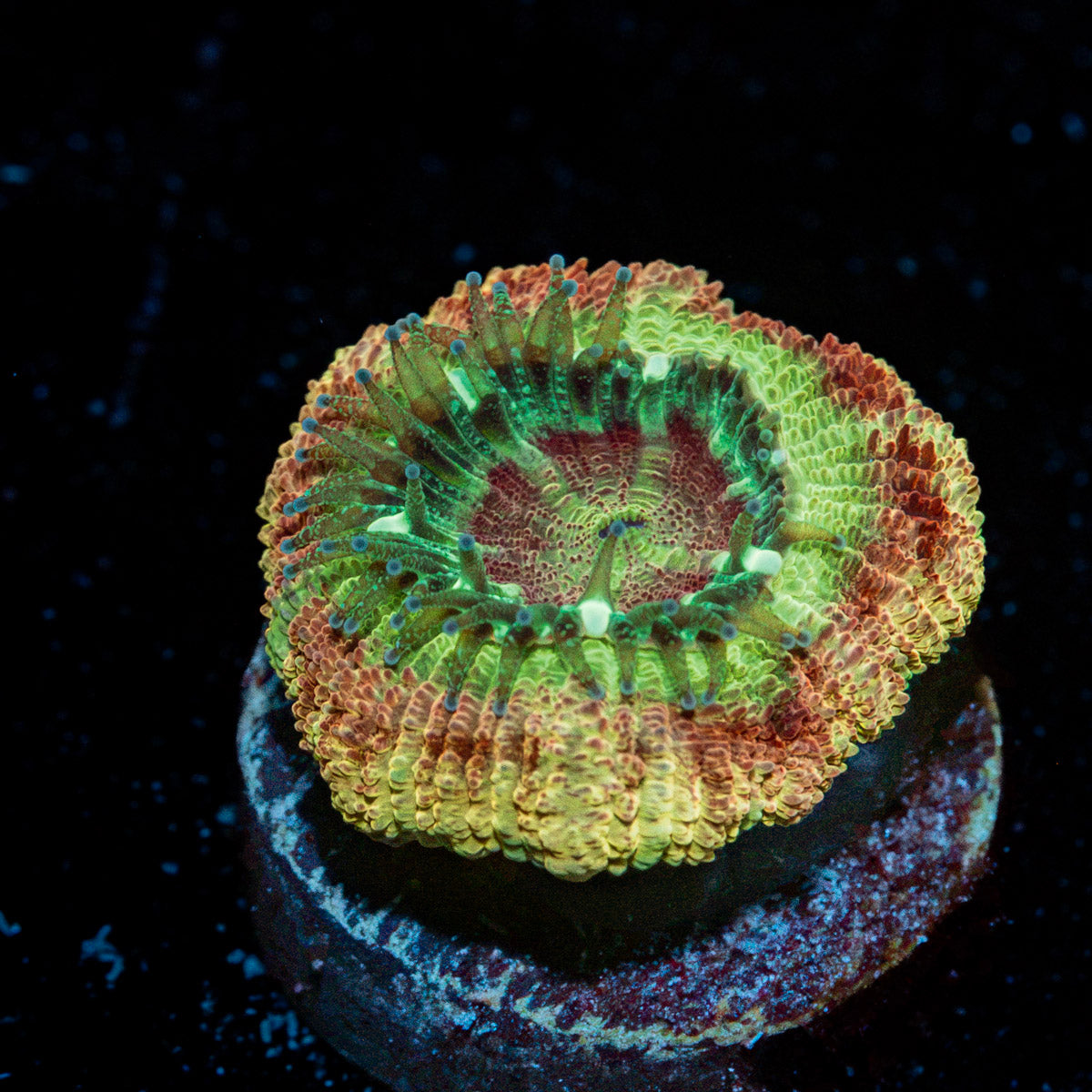 Rocket Man Asian Acan with fleshy polyps in reef aquarium