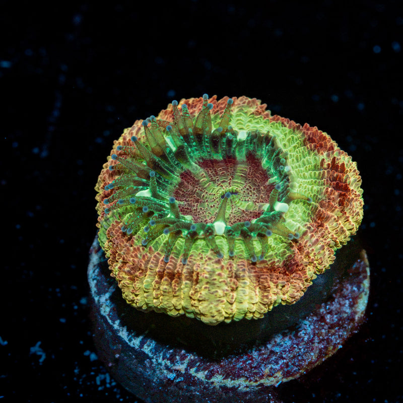 Rocket Man Asian Acan with fleshy polyps in reef aquarium