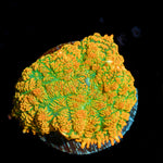Bright Tequila Sunrise Mushroom Coral with colorful mushroom disc in reef aquarium