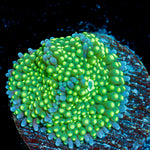 Green Ricordea Mushroom Coral with mushroom disc in reef aquarium