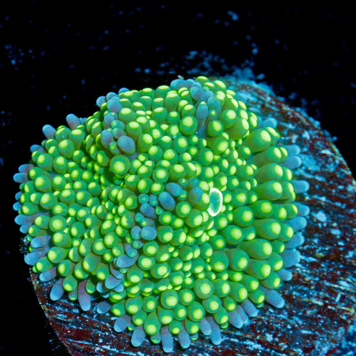 Green Ricordea Mushroom Coral with mushroom disc in reef aquarium