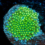 Green Ricordea Mushroom Coral with mushroom disc in reef aquarium