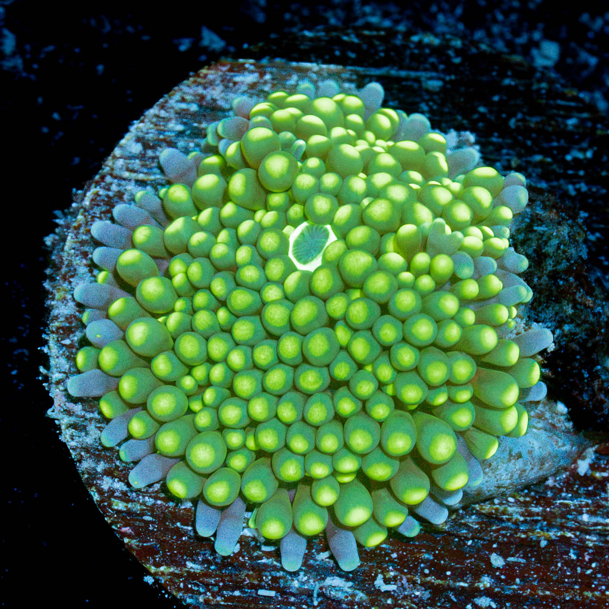 Green Ricordea Mushroom Coral with mushroom disc in reef aquarium