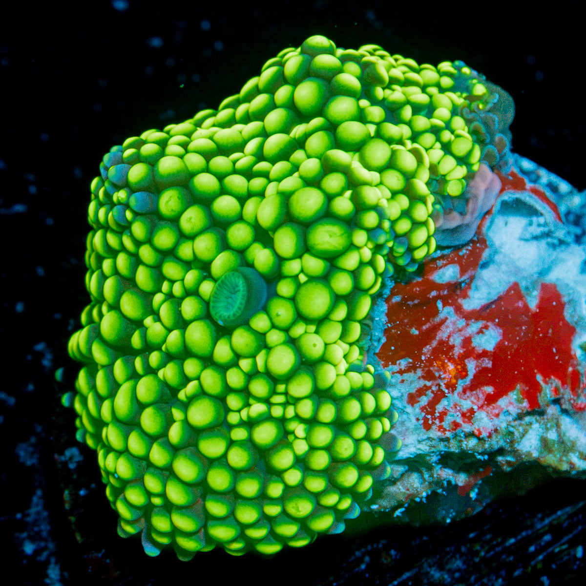Green Ricordea Mushroom Coral with mushroom disc in reef aquarium