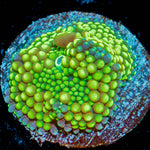 Green Ricordea Mushroom Coral with mushroom disc in reef aquarium