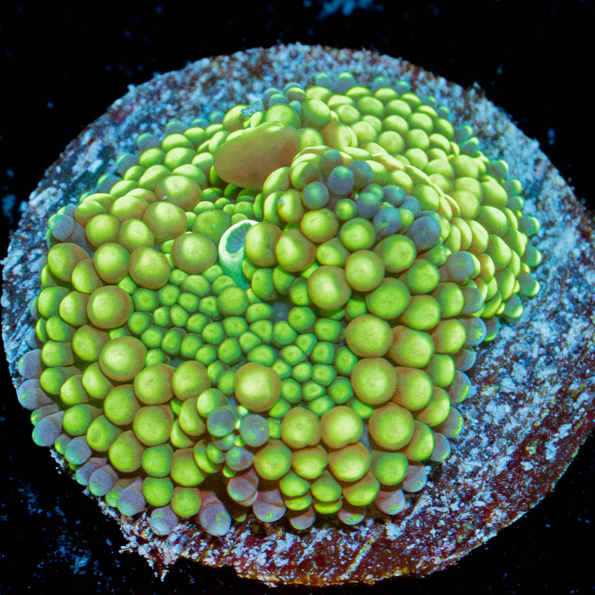 Green Ricordea Mushroom Coral with mushroom disc in reef aquarium