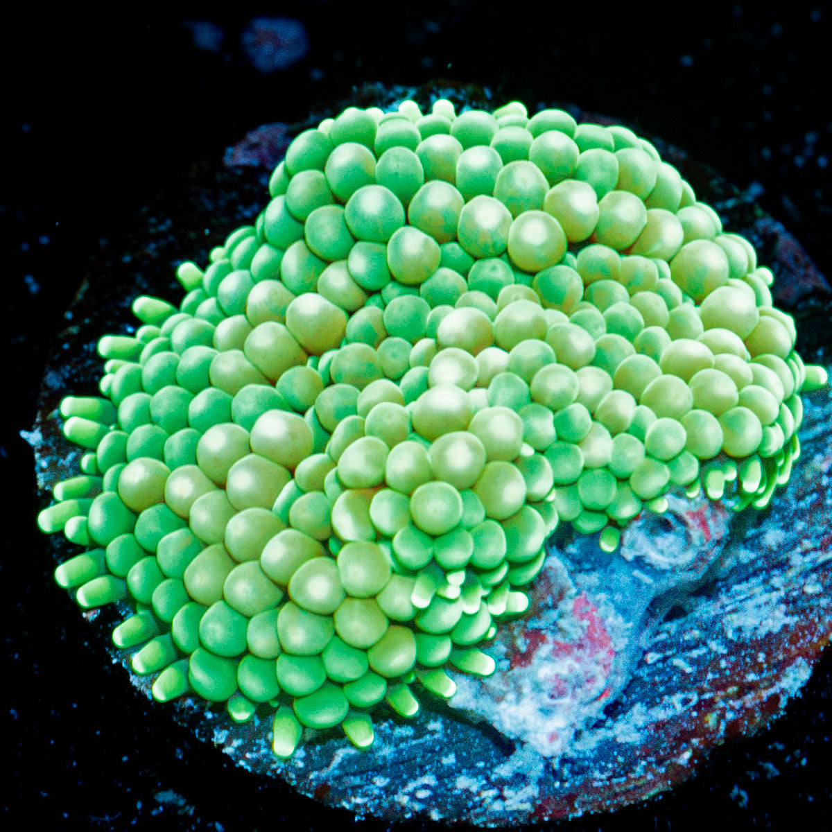 Green Ricordea Mushroom Coral with mushroom disc in reef aquarium