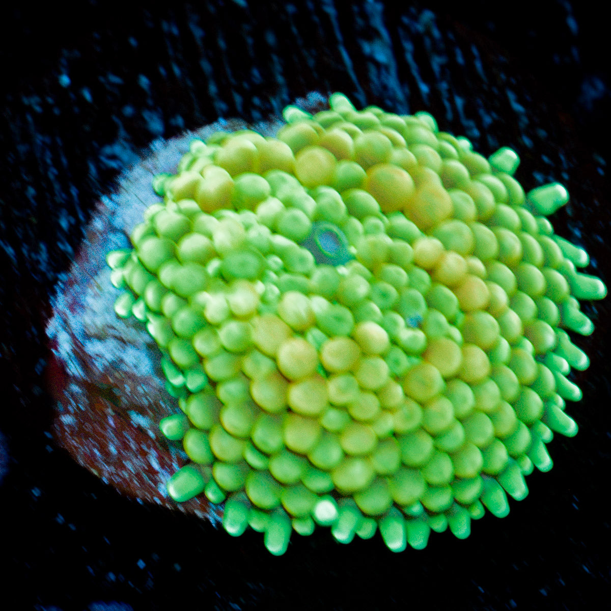 Green Ricordea Mushroom Coral with mushroom disc in reef aquarium