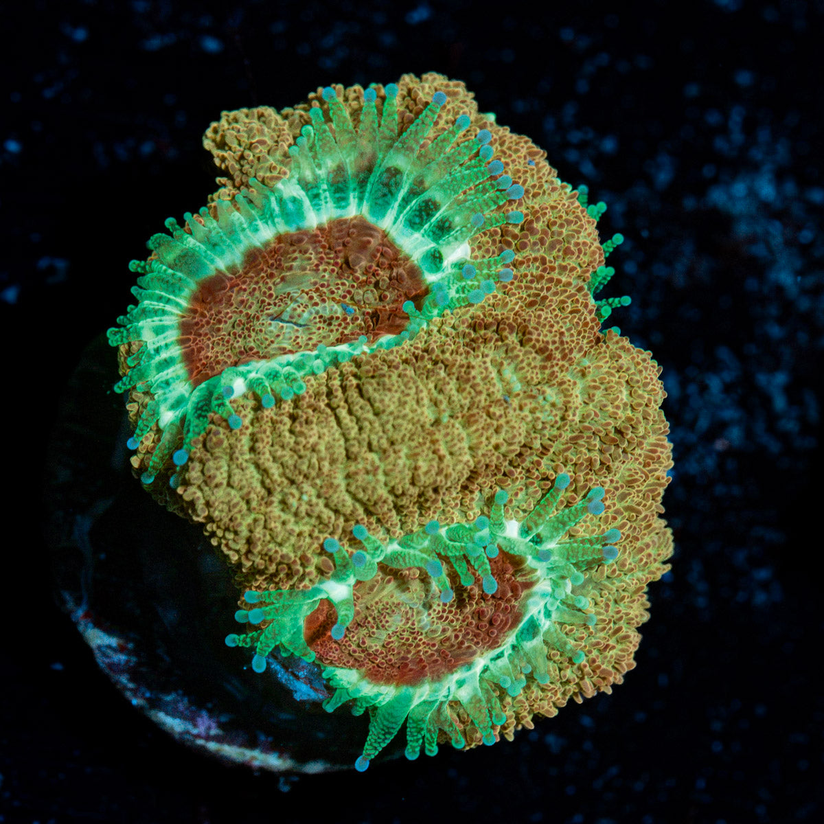 Moonlight Asian Acan with fleshy polyps in reef aquarium