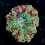 Hawk Eye Asian Acan with fleshy polyps in reef aquarium