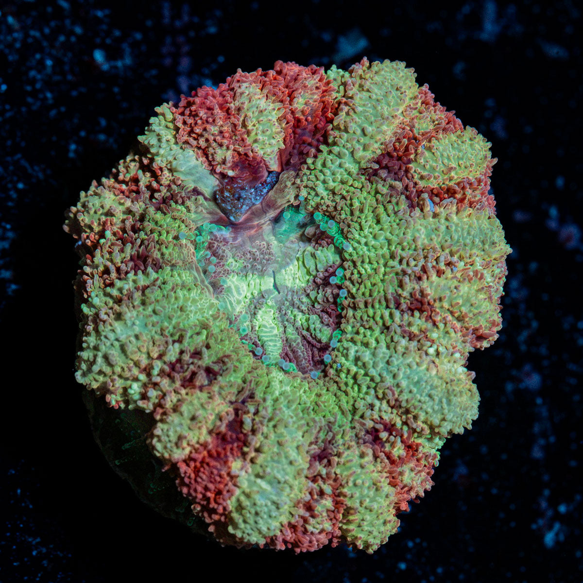 Hawk Eye Asian Acan with fleshy polyps in reef aquarium