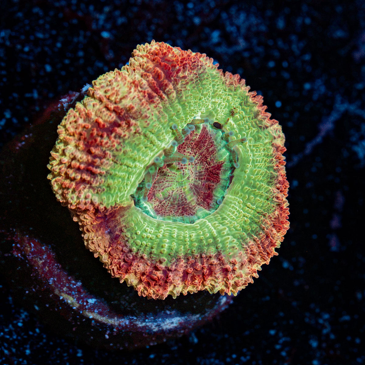 Rocket Man Asian Acan with fleshy polyps in reef aquarium