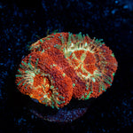 Blood Moon Asian Acan Coral with fleshy polyps in reef aquarium