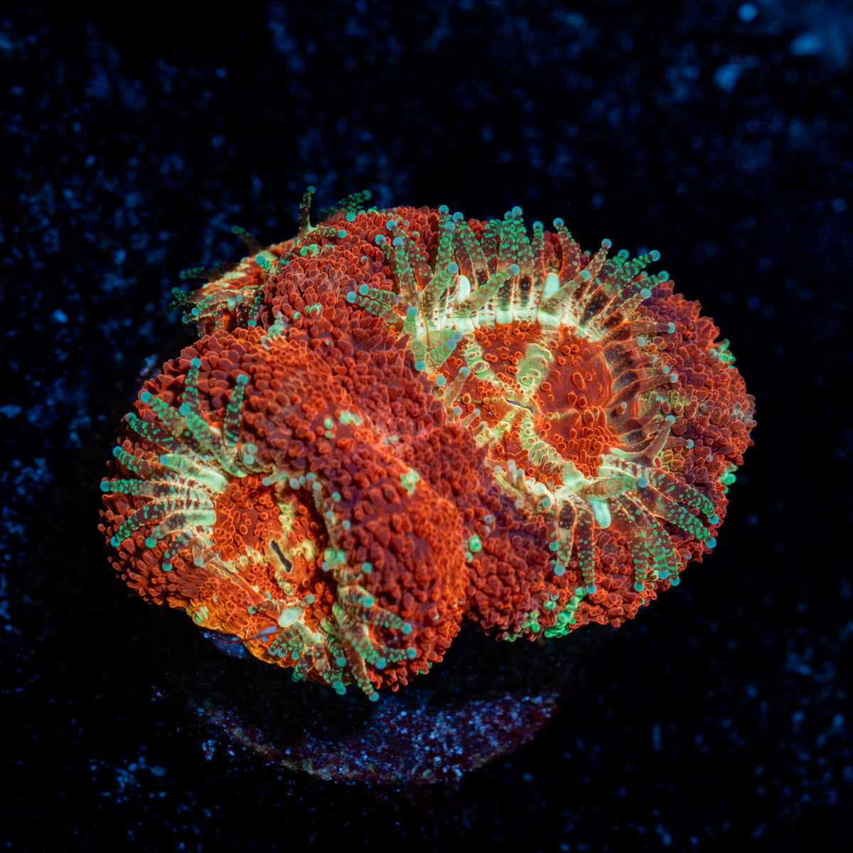 Blood Moon Asian Acan Coral with fleshy polyps in reef aquarium