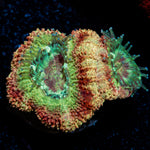 Rocket Man Asian Acan with fleshy polyps in reef aquarium