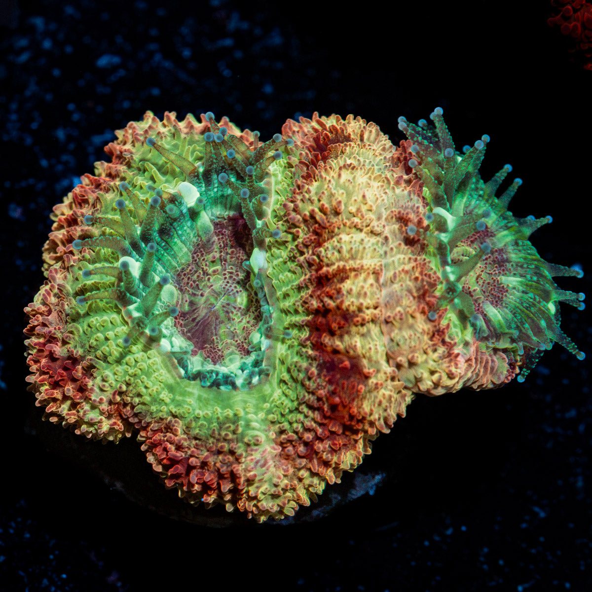 Rocket Man Asian Acan with fleshy polyps in reef aquarium