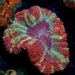 Hawk Eye Asian Acan with fleshy polyps in reef aquarium