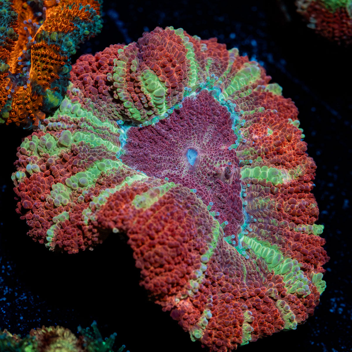 Hawk Eye Asian Acan with fleshy polyps in reef aquarium