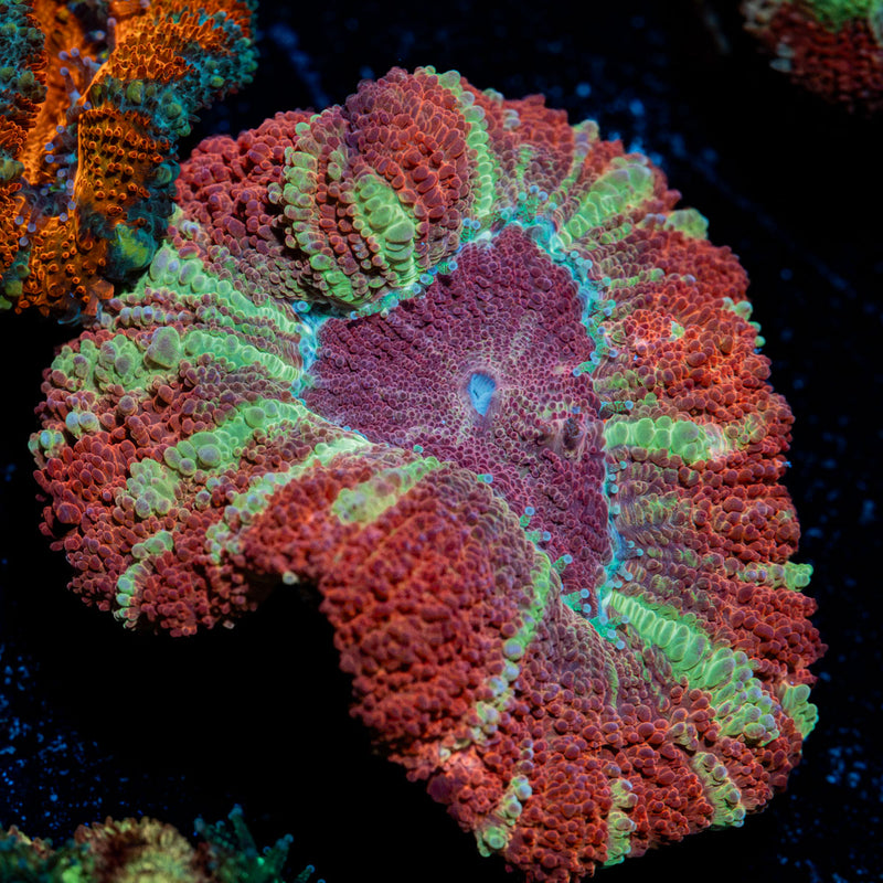 Hawk Eye Asian Acan with fleshy polyps in reef aquarium