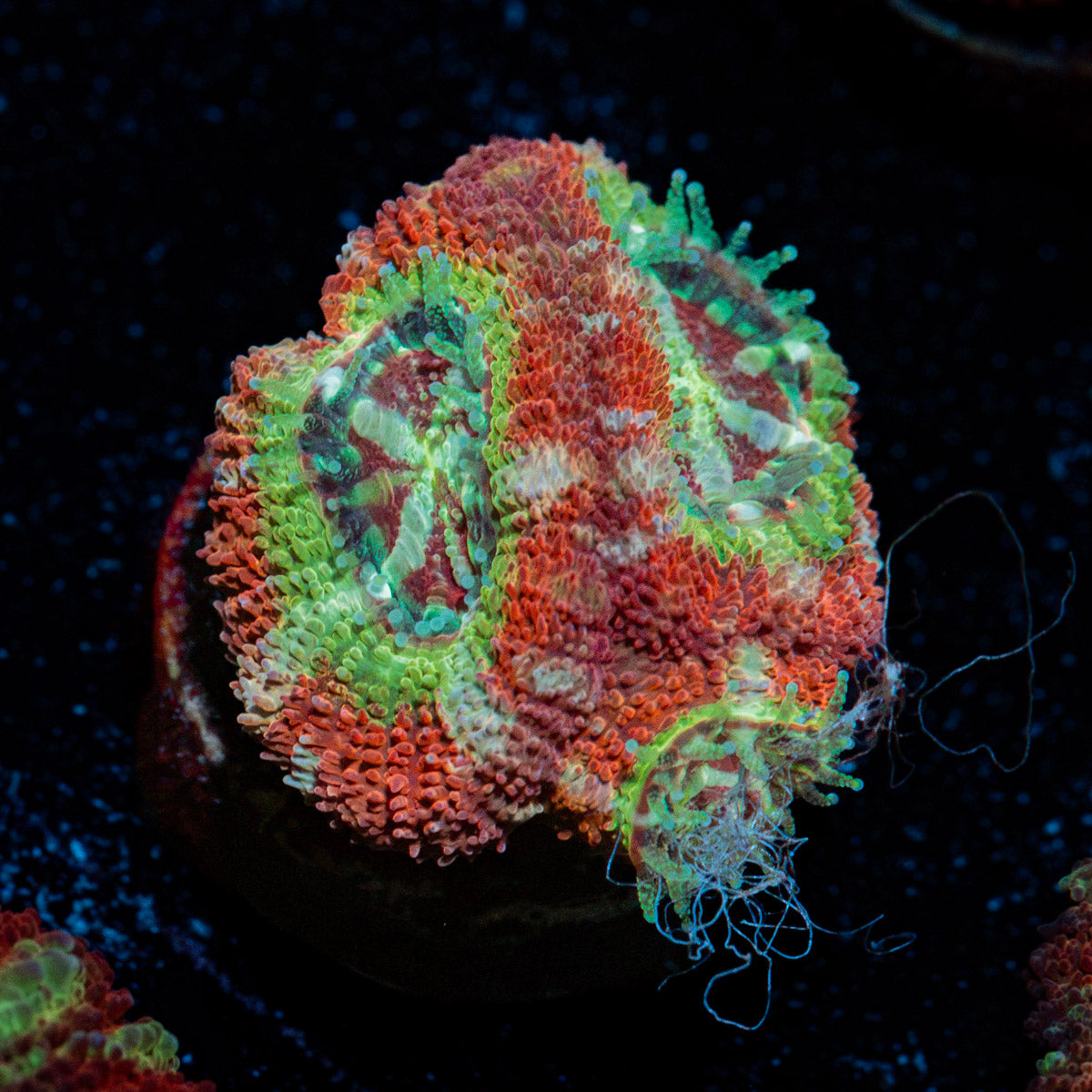 Pirate Hunter Asian Acan Coral with fleshy polyps in reef aquarium