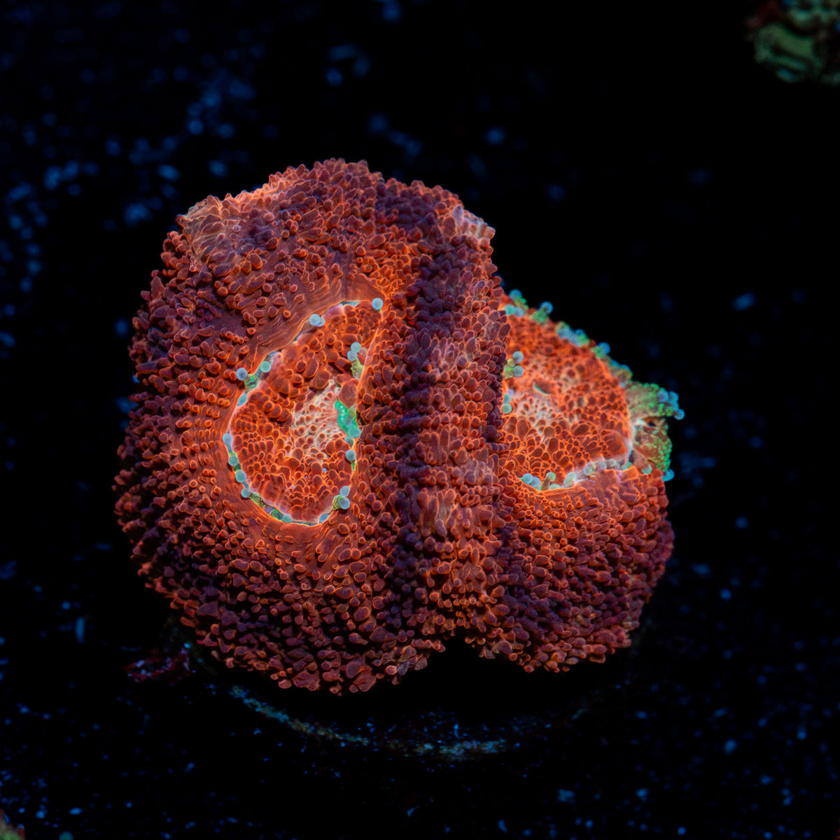 Blood Moon Asian Acan Coral with fleshy polyps in reef aquarium