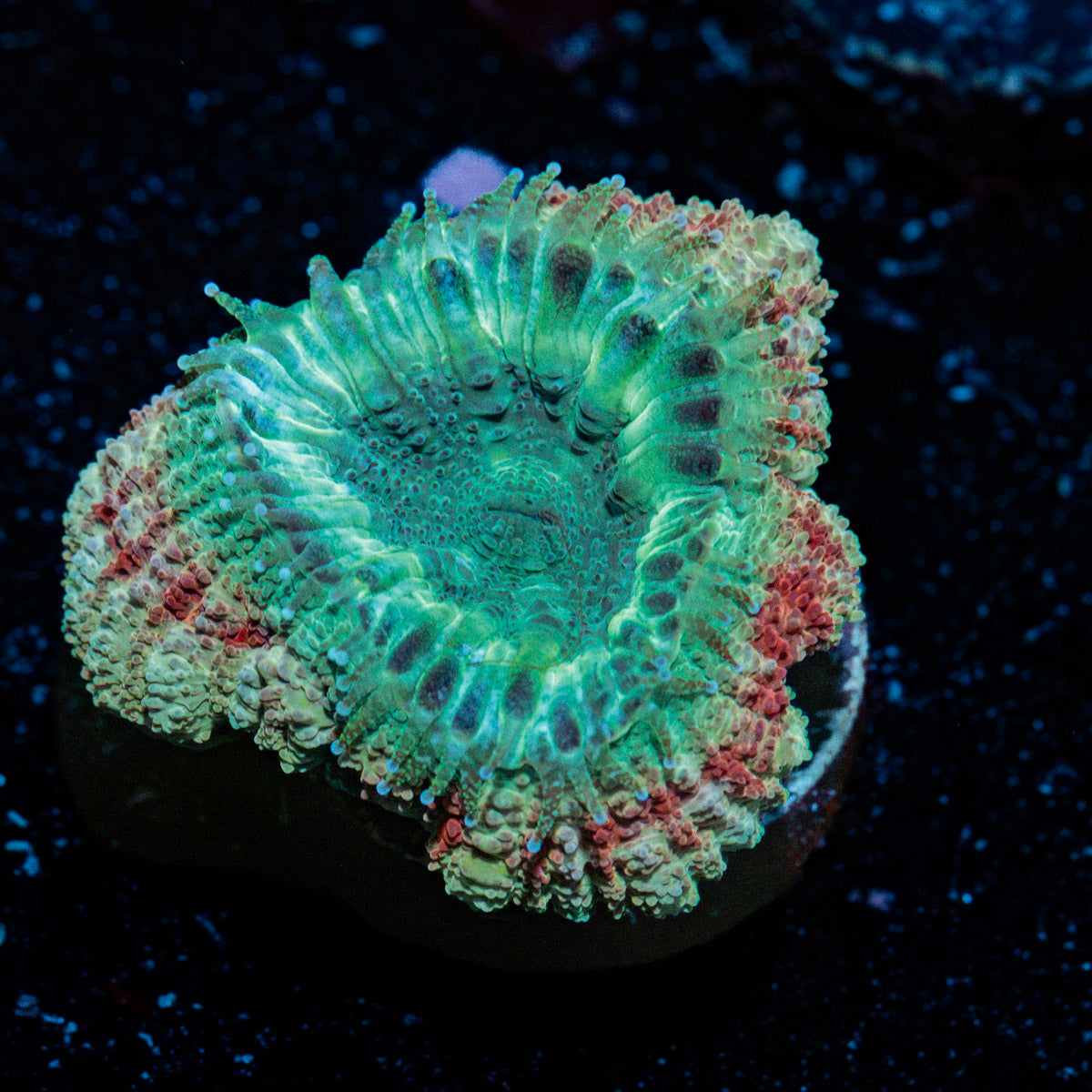 Davy Jones Locker Asian Acan Coral with fleshy polyps in reef aquarium