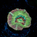 Chomper Asian Acan with fleshy polyps in reef aquarium