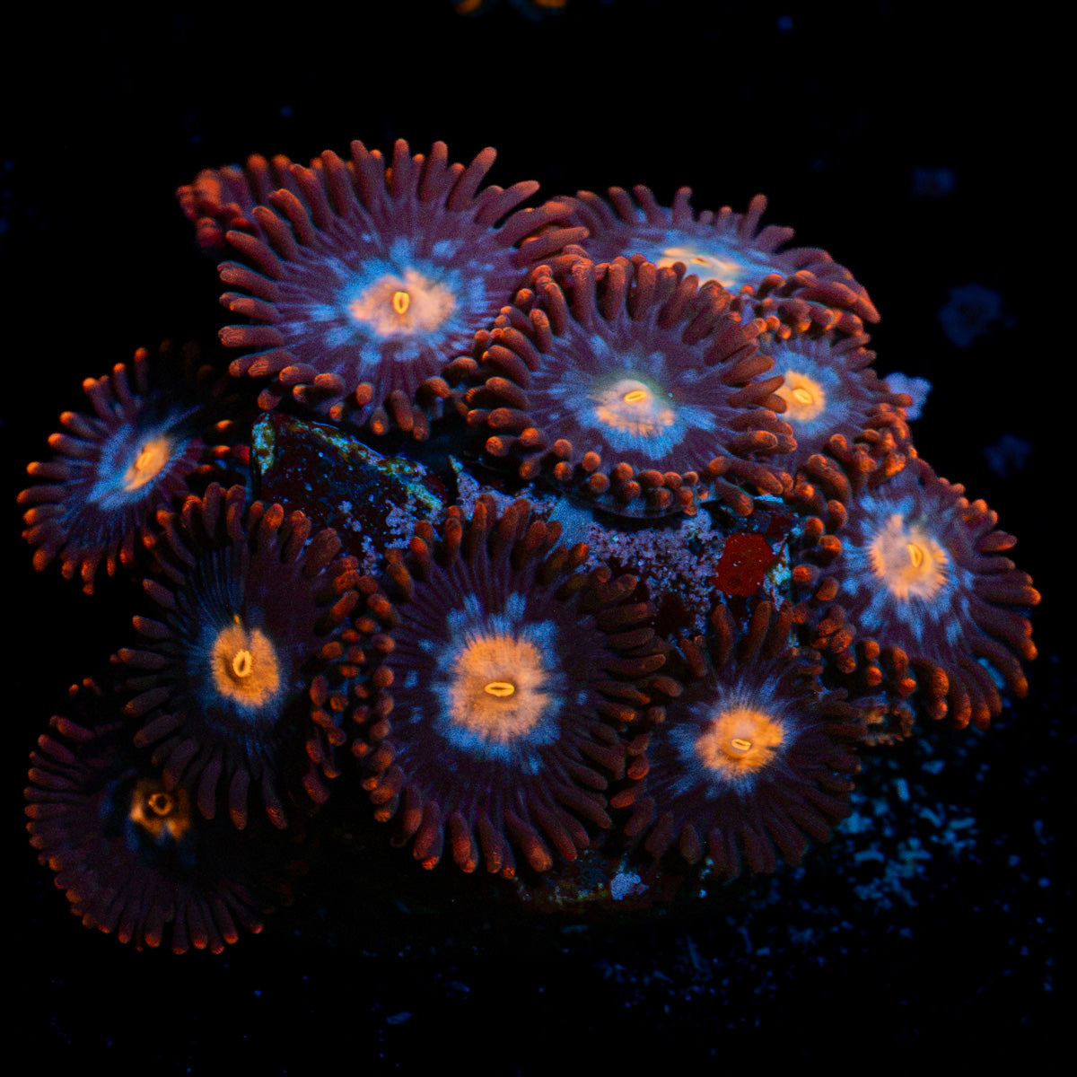 Stitches Zoanthid Coral with colony growth in reef aquarium