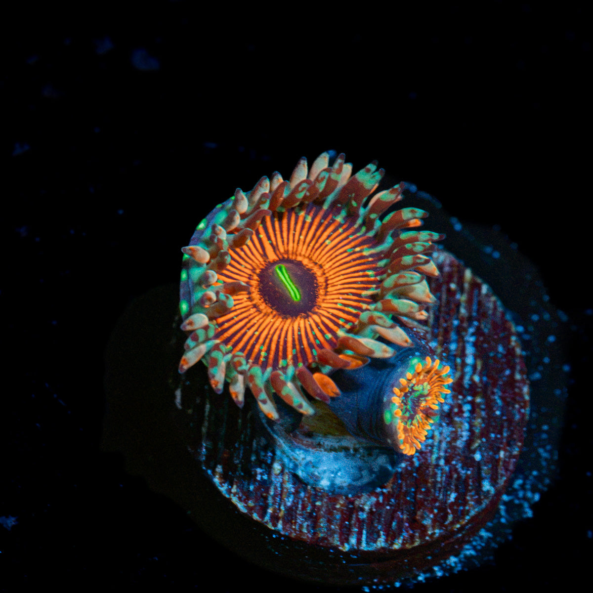 White Zombie Zoanthid Coral with colony growth in reef aquarium