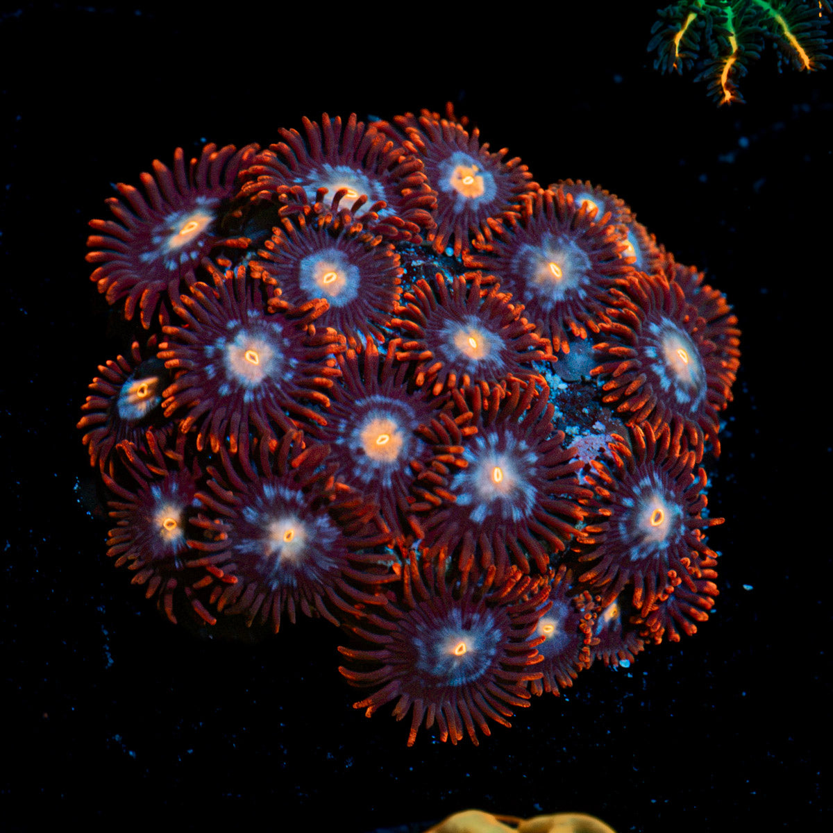 Stitches Zoanthid Coral colony growth in reef aquarium