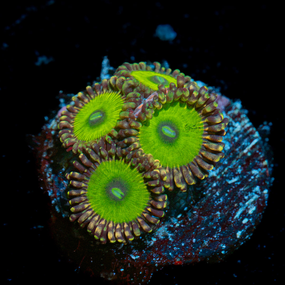 Candy Apple Green Zoanthid Coral colony growth in reef aquarium