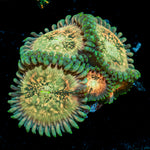 Milky Way Zoanthid Coral colony growth in reef aquarium
