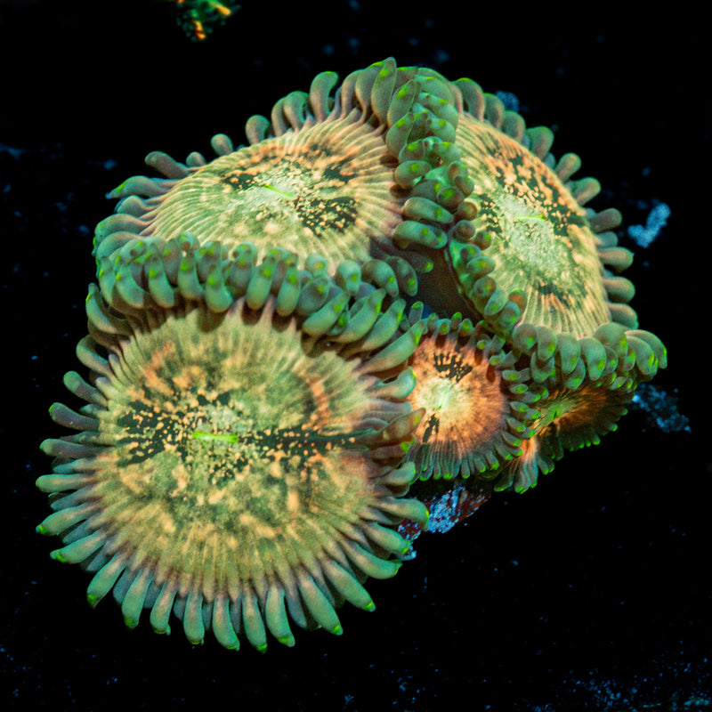 Milky Way Zoanthid Coral colony growth in reef aquarium