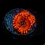 Utter Chaos Zoanthid Coral colony growth in reef aquarium