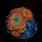 Dark Magician Zoanthid Coral with colony growth in reef aquarium
