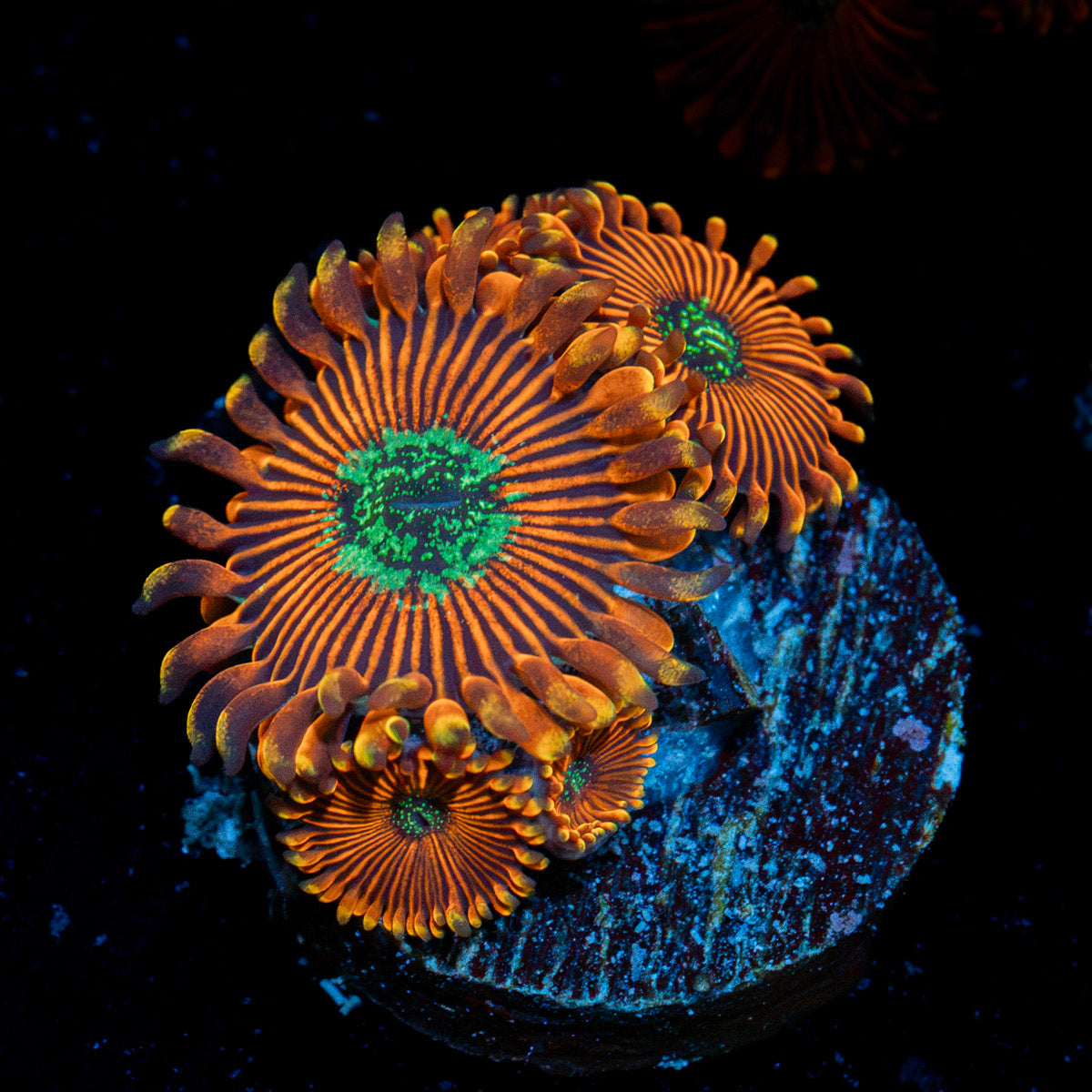 Dark Magician Zoanthid Coral with colony growth in reef aquarium
