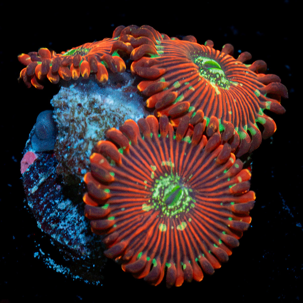 Dark Magician Zoanthid Coral with colony growth in reef aquarium
