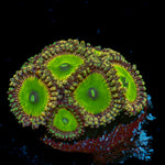 Candy Apple Green Zoanthid Coral with colony growth in reef aquarium