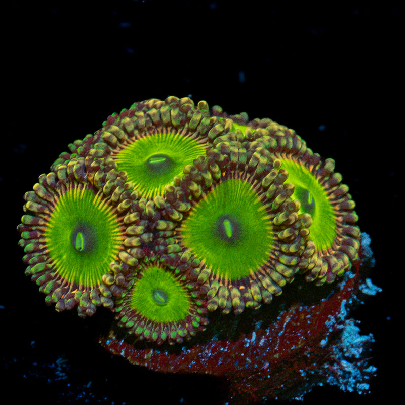 Candy Apple Green Zoanthid Coral with colony growth in reef aquarium