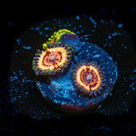 Valkyries Zoanthid Coral colony growth in reef aquarium