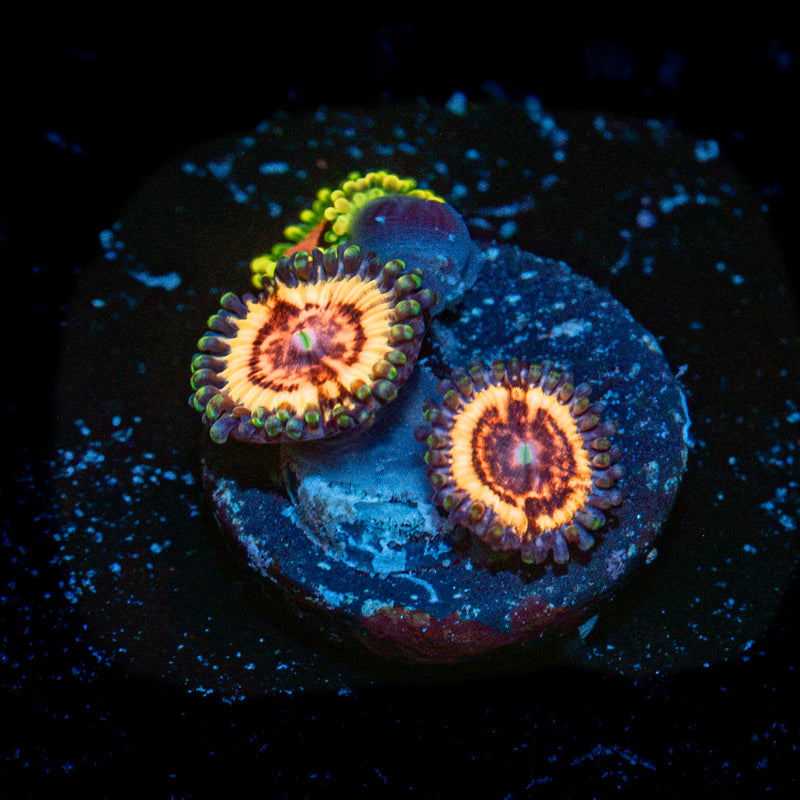 Valkyries Zoanthid Coral colony growth in reef aquarium