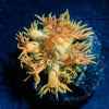 Loola Bunny Goniopora - riptide aquaculture llc