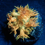 Loola Bunny Goniopora - riptide aquaculture llc