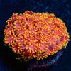 Rainbow Barnardipora - riptide aquaculture llc