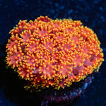 Rainbow Barnardipora - riptide aquaculture llc