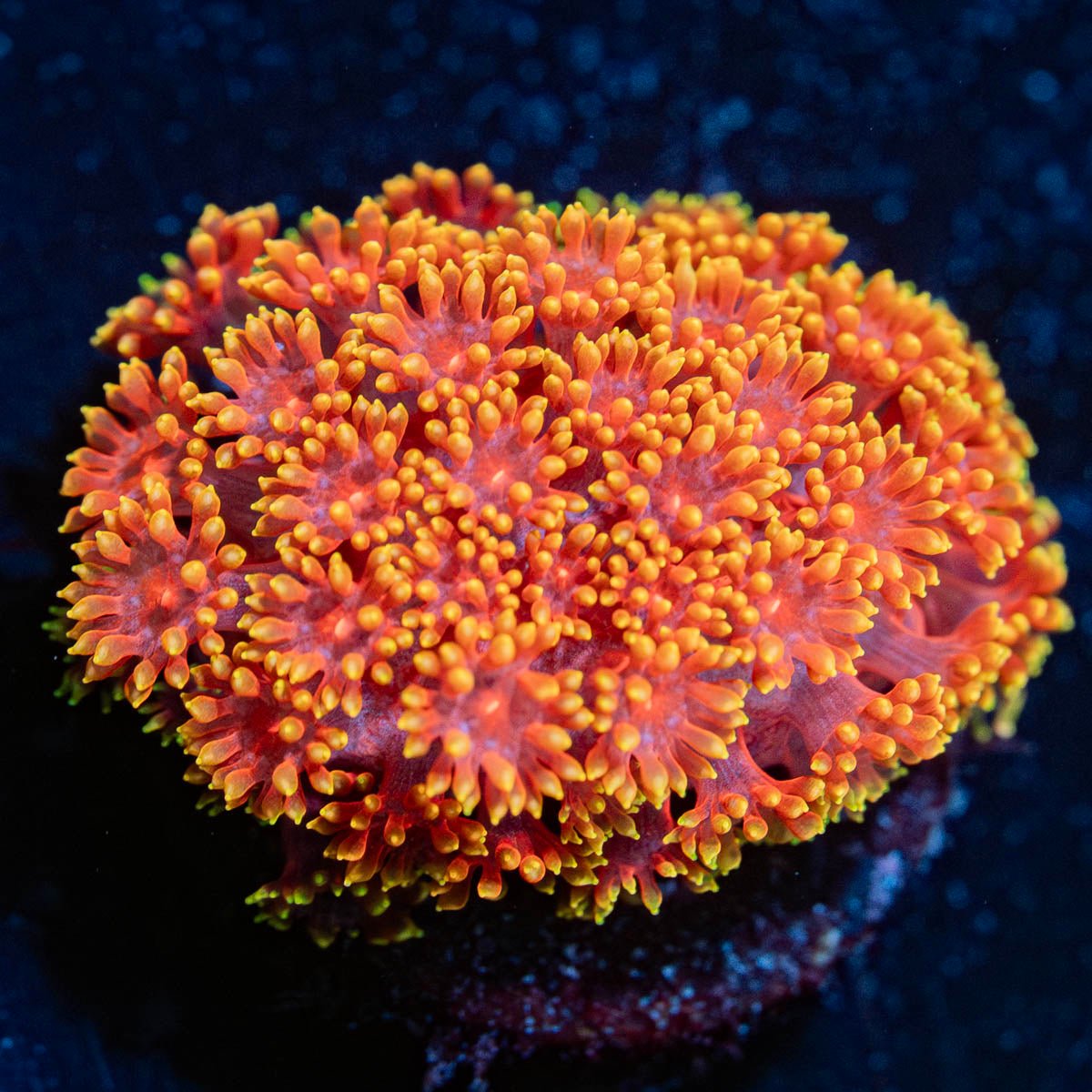 Rainbow Barnardipora - riptide aquaculture llc