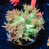 Lovers Goniopora - riptide aquaculture llc