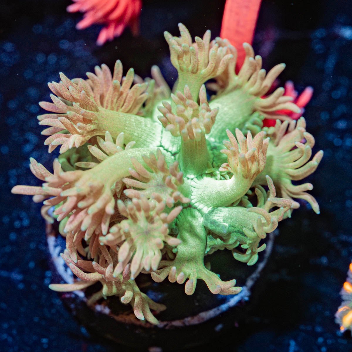Lovers Goniopora - riptide aquaculture llc