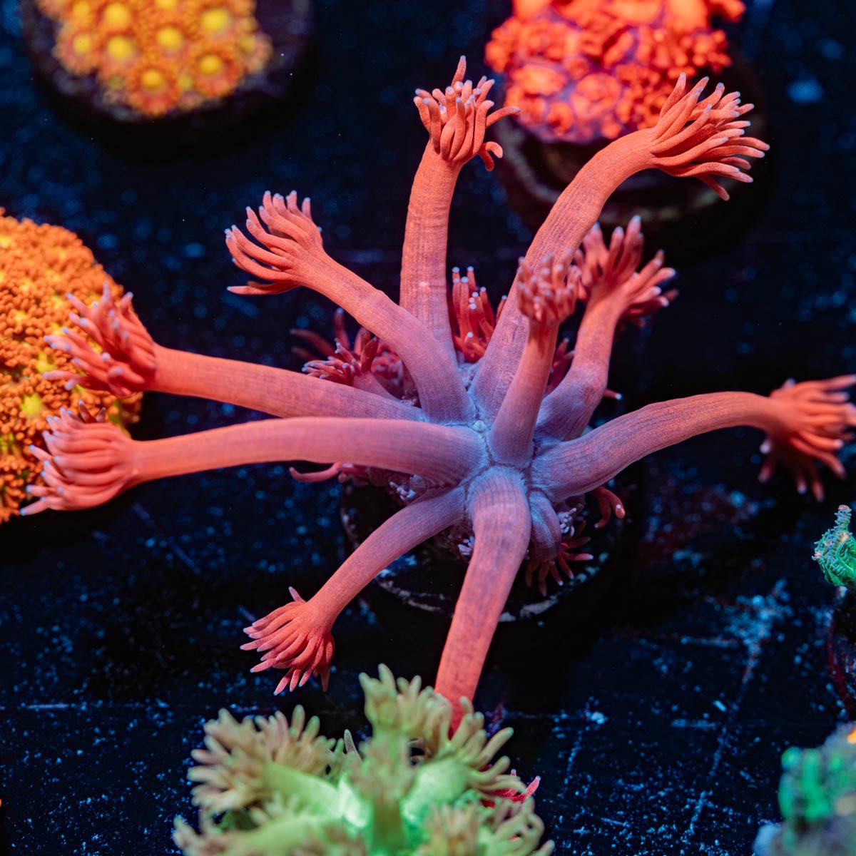 Sweet Tooth Goniopora - riptide aquaculture llc