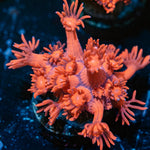 Red Bull Goniopora - riptide aquaculture llc